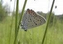 Lycaena alciphron ©  S. Beshkov